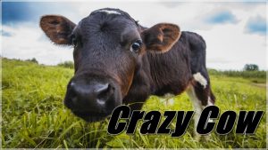 Crazy Cow - Full Bestiality And Zoofilia Movies